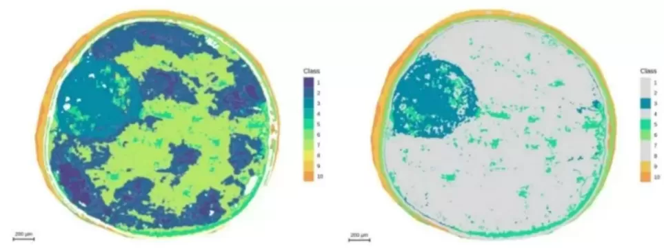 Segmentation analysis highlighting the embryonic axis at 5 μm resolution